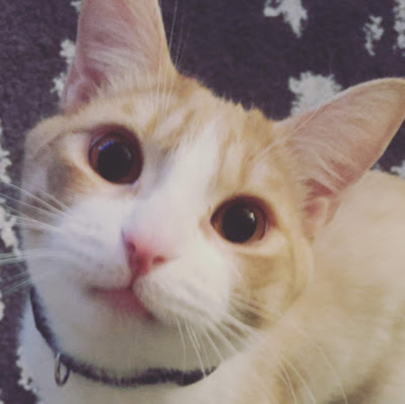 Meet your Posher, Constance - Picture 1 of 1